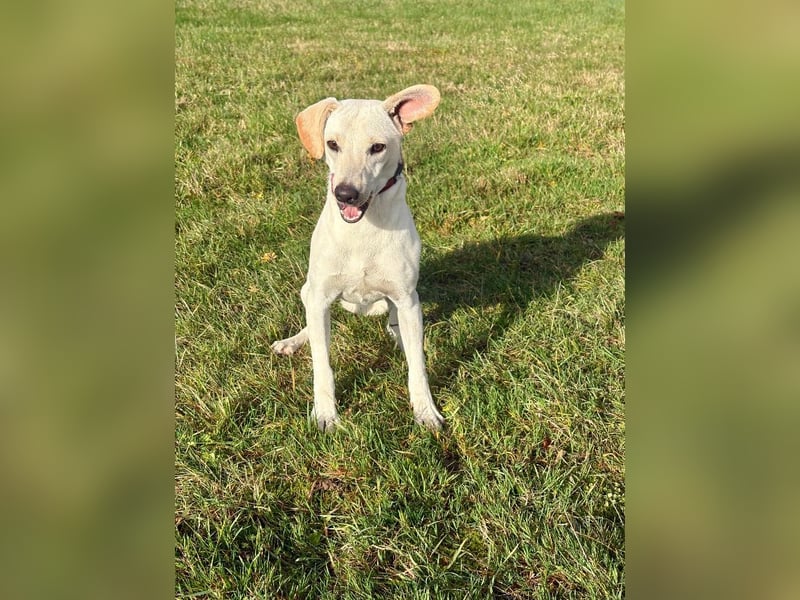 Nokka aus Bad Wünnenberg sucht endlich ein Zuhause