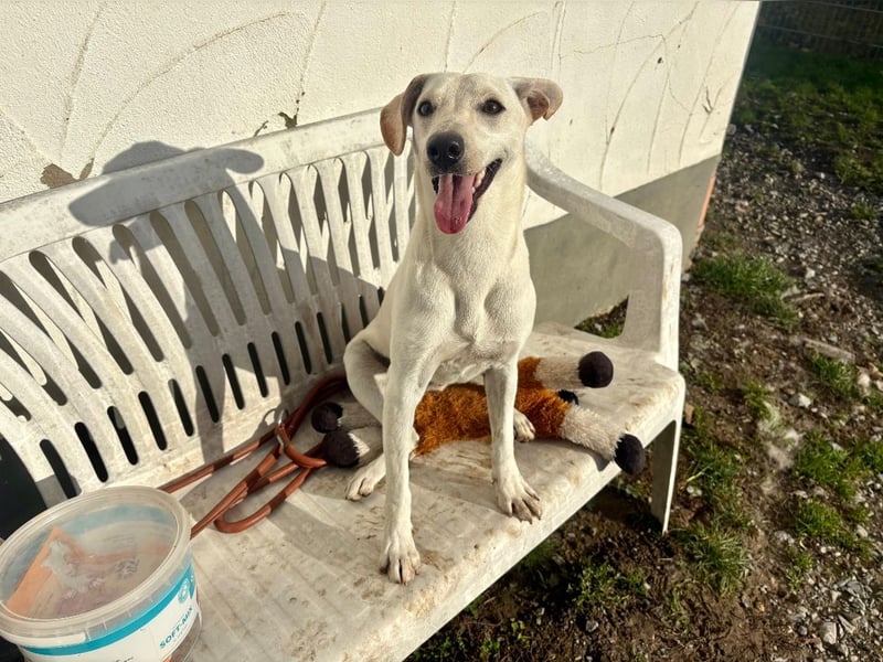 Nokka aus Bad Wünnenberg sucht endlich ein Zuhause
