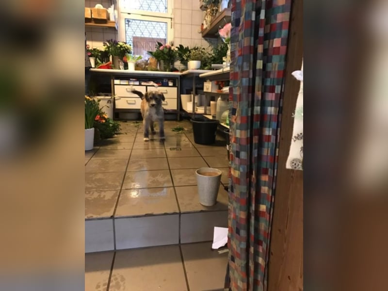 Shekila sucht ein neues Zuhause