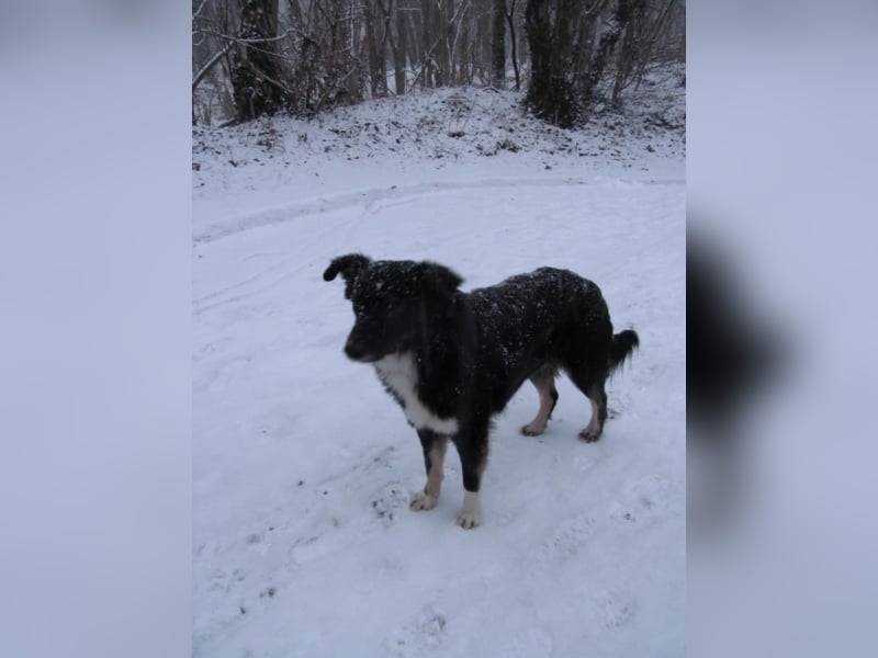 Wobby wünscht sich ein liebevolles eher ruhigeres Zuhause