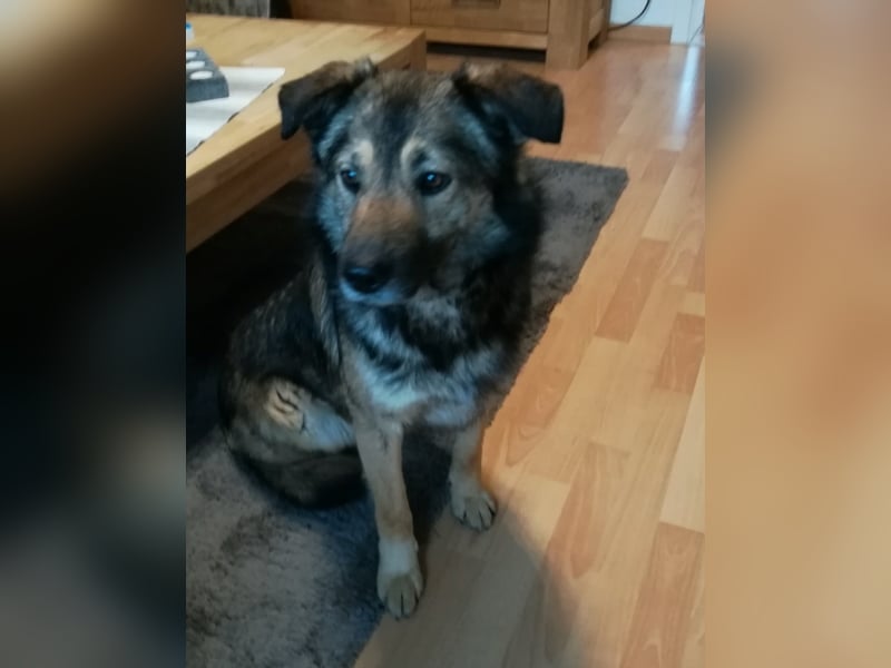 Harald sucht ein neues Zuhause