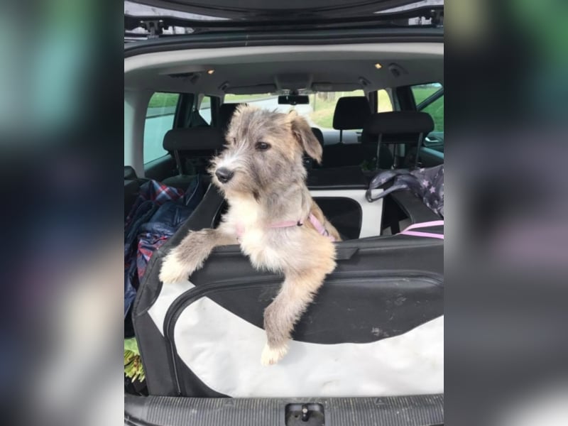 Shekila sucht ein neues Zuhause