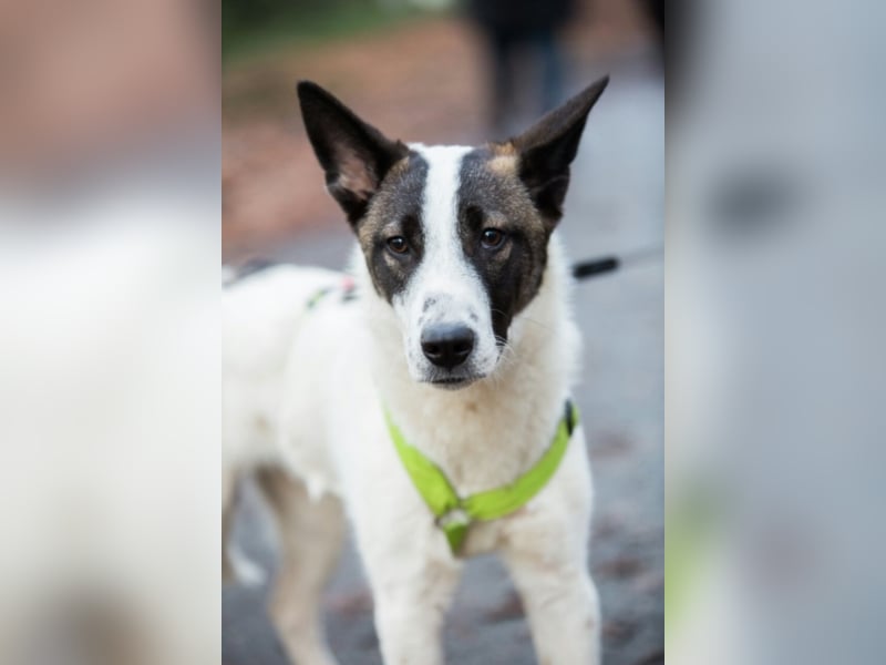 Piro sucht ein neues Zuhause