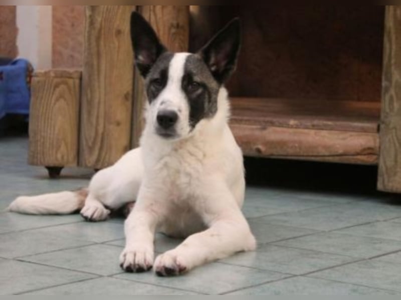 Piro sucht ein neues Zuhause