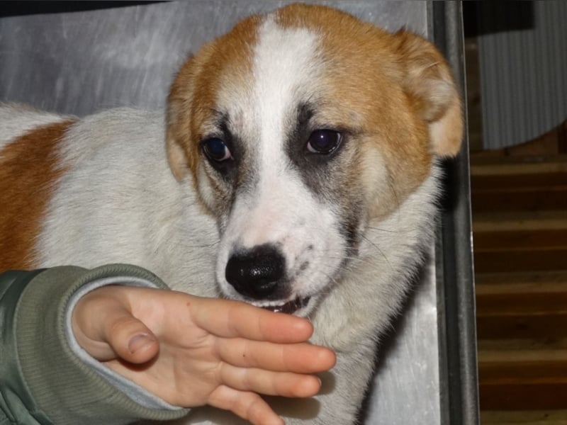 Fussel sucht ein neues Zuhause