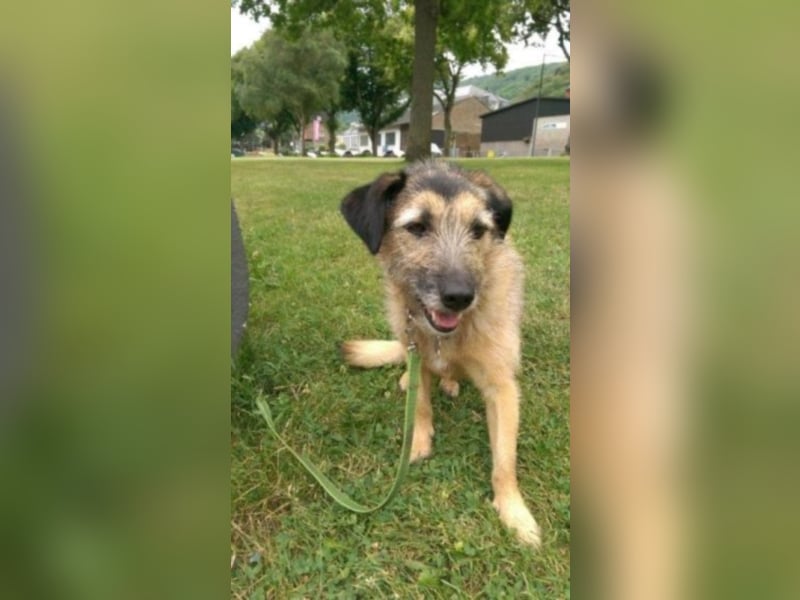 Emmy sucht eine Familie! 