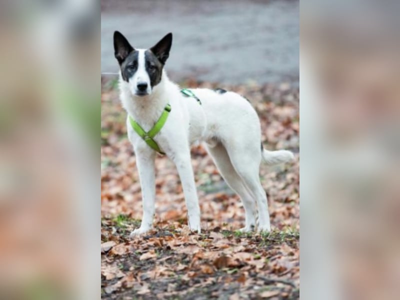 Piro sucht ein neues Zuhause