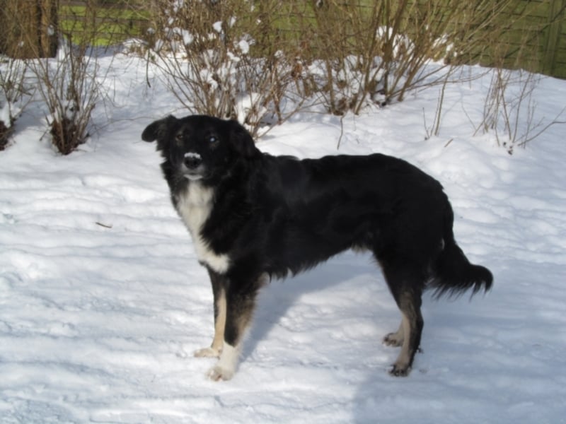 Wobby wünscht sich ein liebevolles eher ruhigeres Zuhause