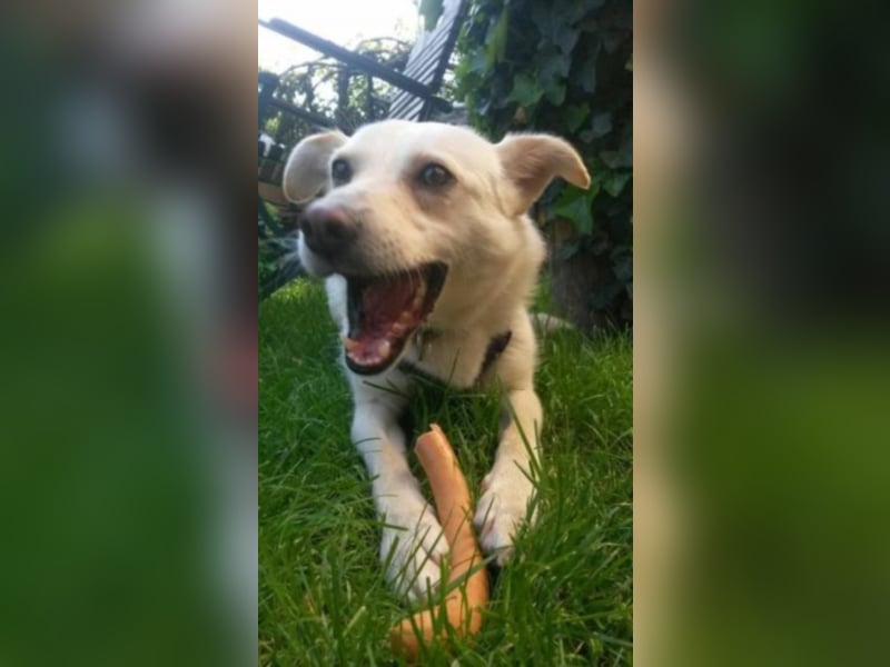 Pakuna sucht eine Familie!