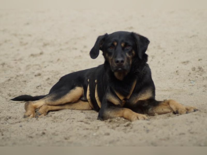 Miki sucht ein neues Zuhause