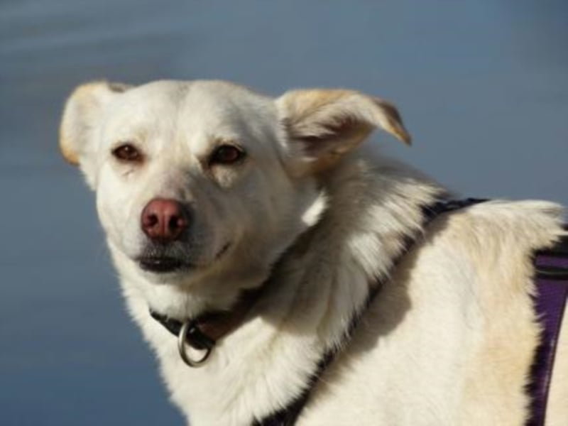 Pakuna sucht eine Familie!