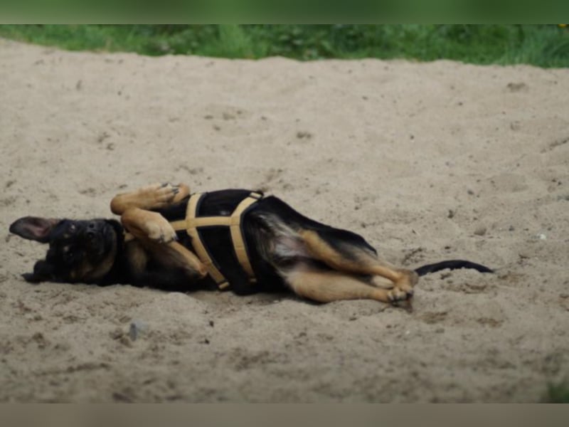 Miki sucht ein neues Zuhause