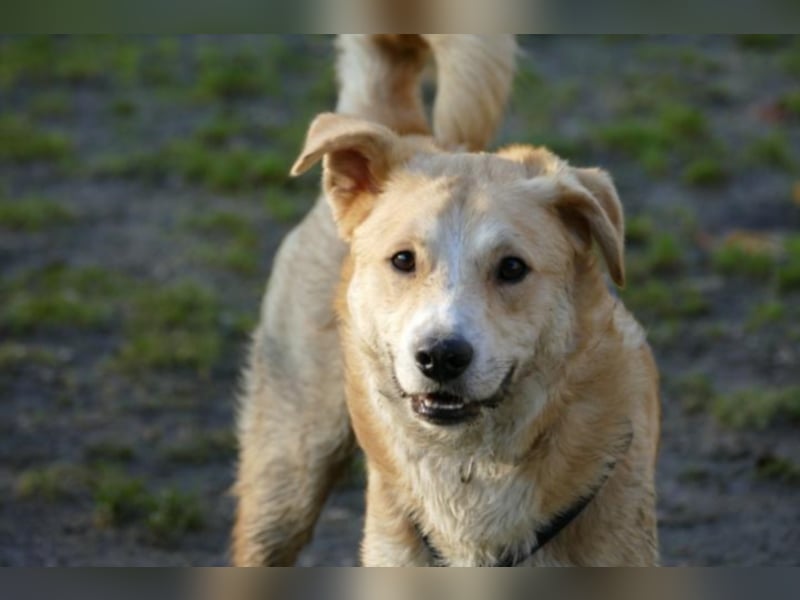 Krishan sucht eine neue Familie