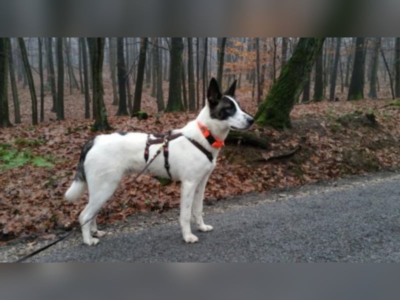 Piro sucht ein neues Zuhause