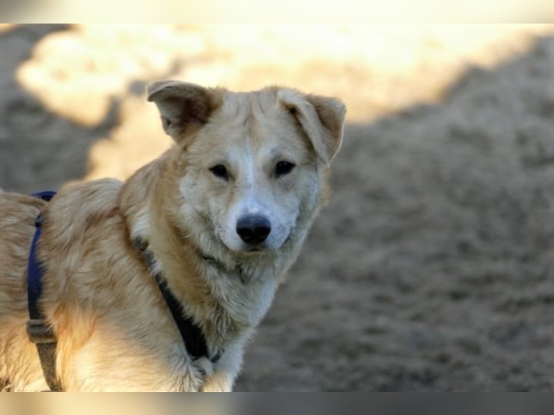 Krishan sucht eine neue Familie