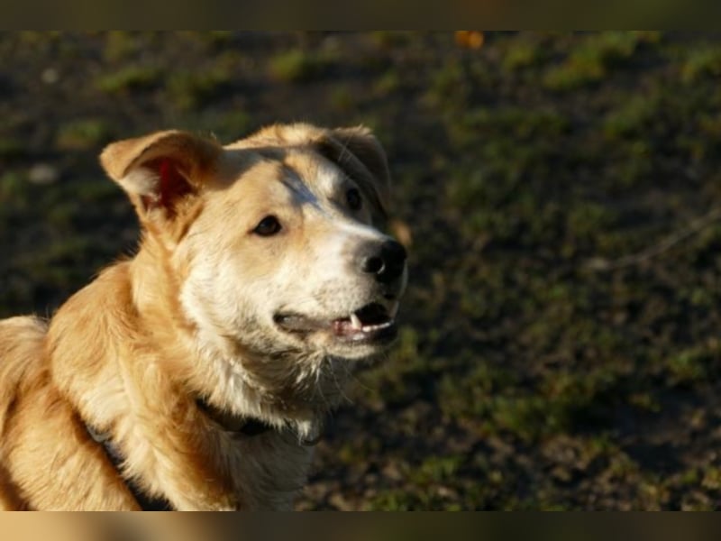 Krishan sucht eine neue Familie