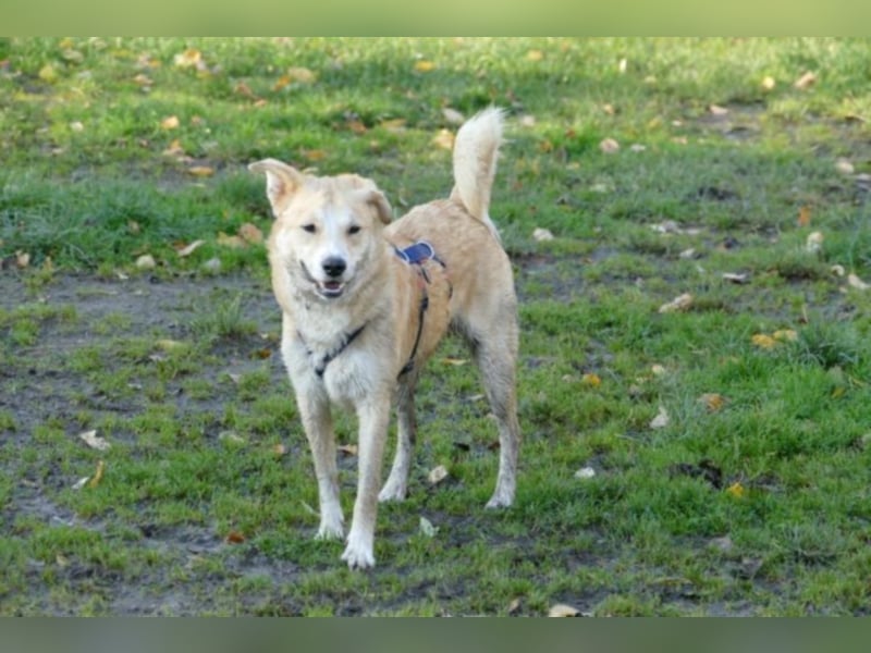 Krishan sucht eine neue Familie