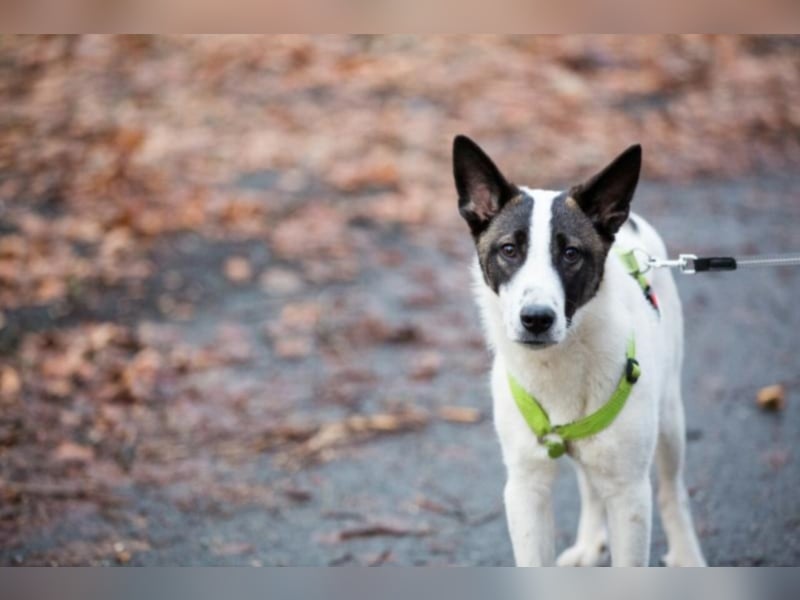 Piro sucht ein neues Zuhause