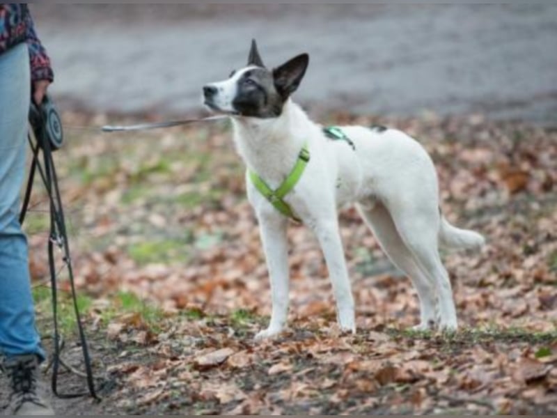 Piro sucht ein neues Zuhause