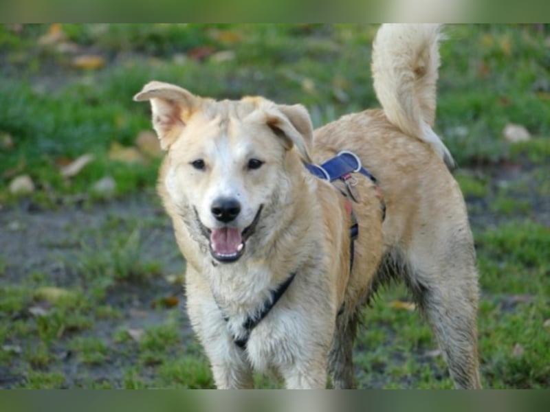 Krishan sucht eine neue Familie