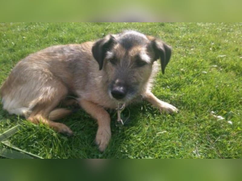 Emmy sucht eine Familie! 