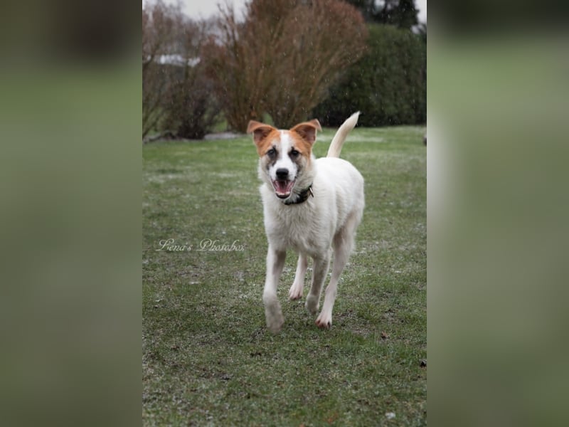 Fussel sucht ein neues Zuhause