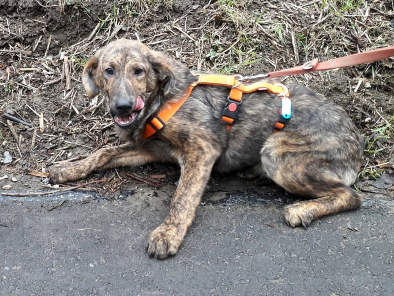 Gudu sucht ein neues Zuhause