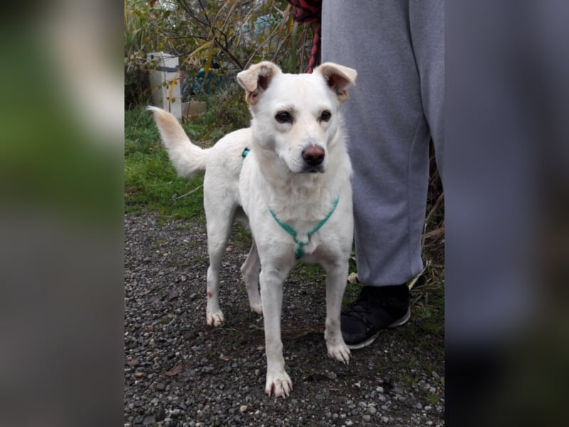 Ferox sucht ein neues Zuhause