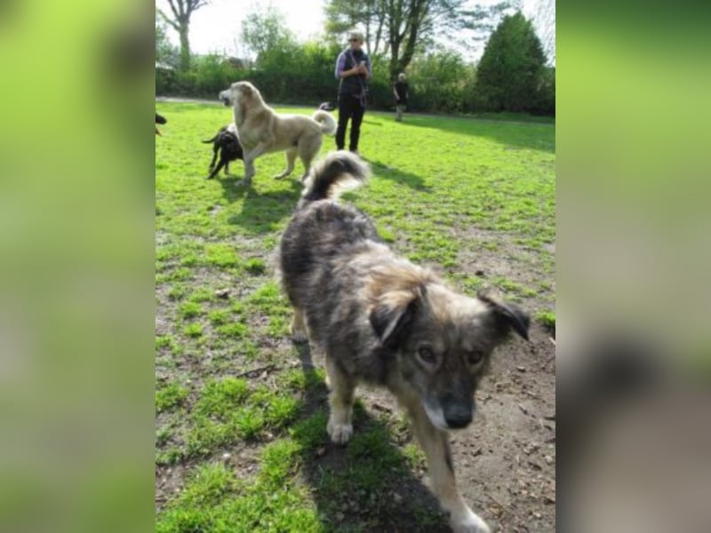 Aura sucht ein Zuhause!