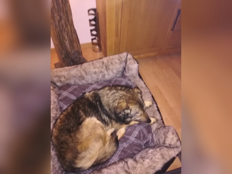 Harald sucht ein neues Zuhause