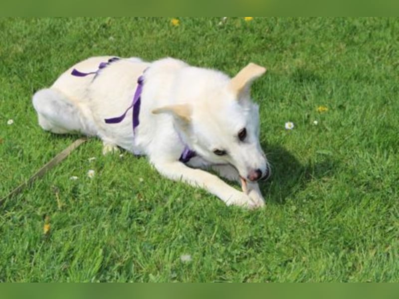 Pakuna sucht eine Familie!