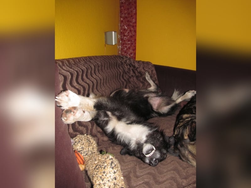 Wobby wünscht sich ein liebevolles eher ruhigeres Zuhause