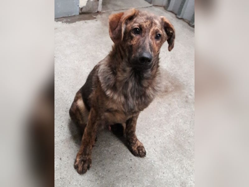 Gudu sucht ein neues Zuhause