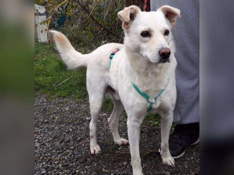 Ferox sucht ein neues Zuhause