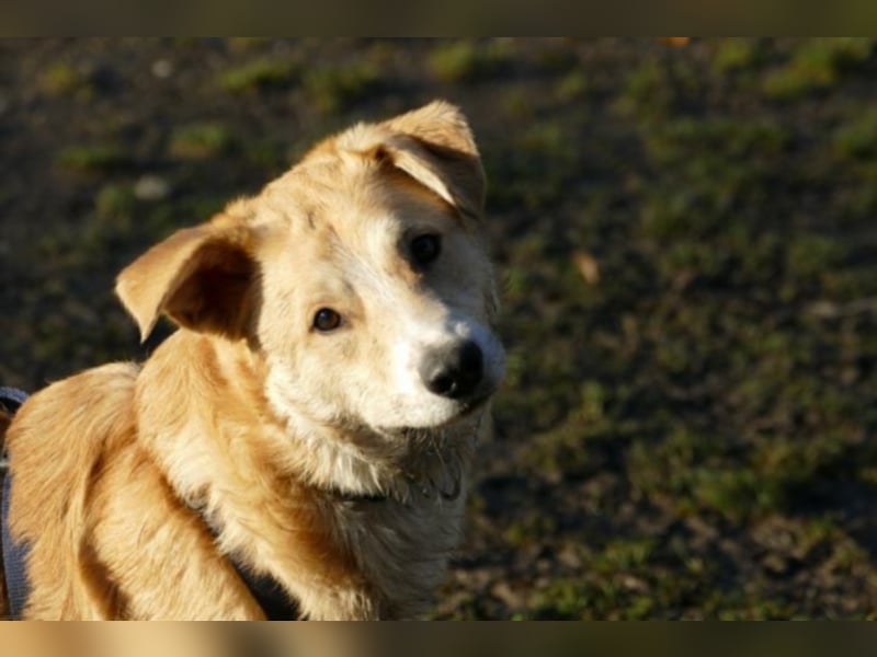 Krishan sucht eine neue Familie