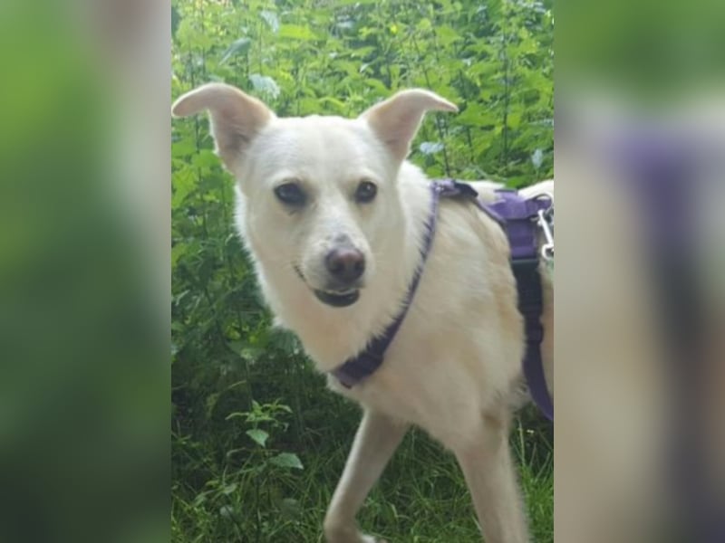 Pakuna sucht eine Familie!