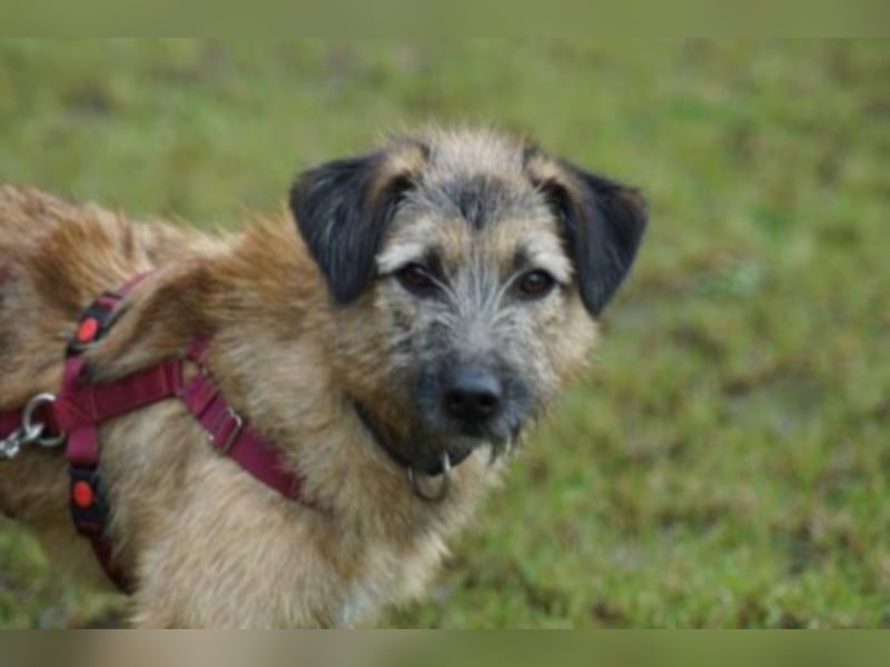 Emmy sucht eine Familie! 