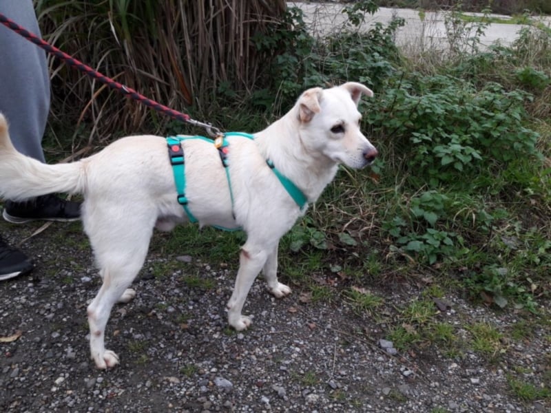 Ferox sucht ein neues Zuhause