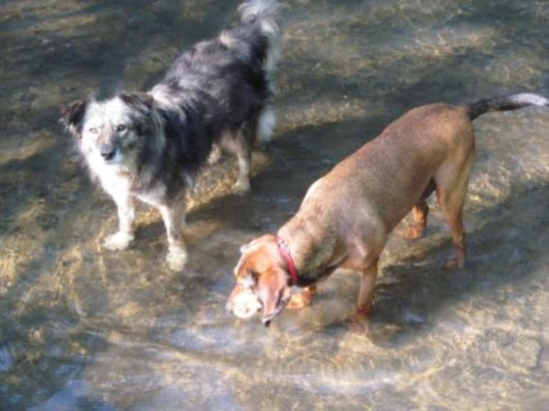 Aura sucht ein Zuhause!