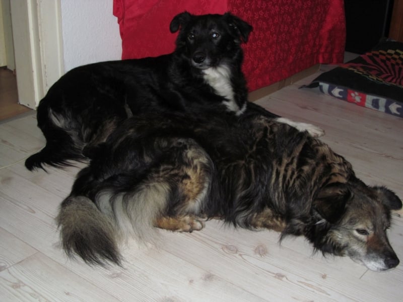 Wobby wünscht sich ein liebevolles eher ruhigeres Zuhause