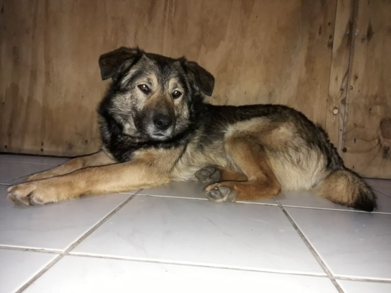 Harald sucht ein neues Zuhause