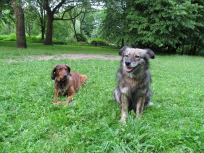 Aura sucht ein Zuhause!