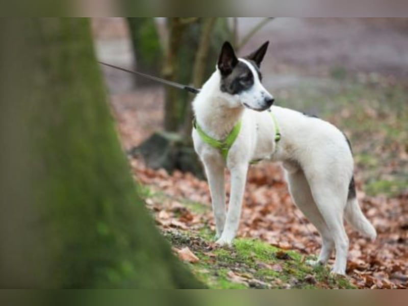 Piro sucht ein neues Zuhause