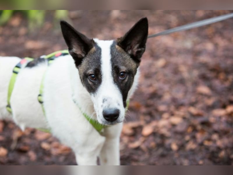 Piro sucht ein neues Zuhause