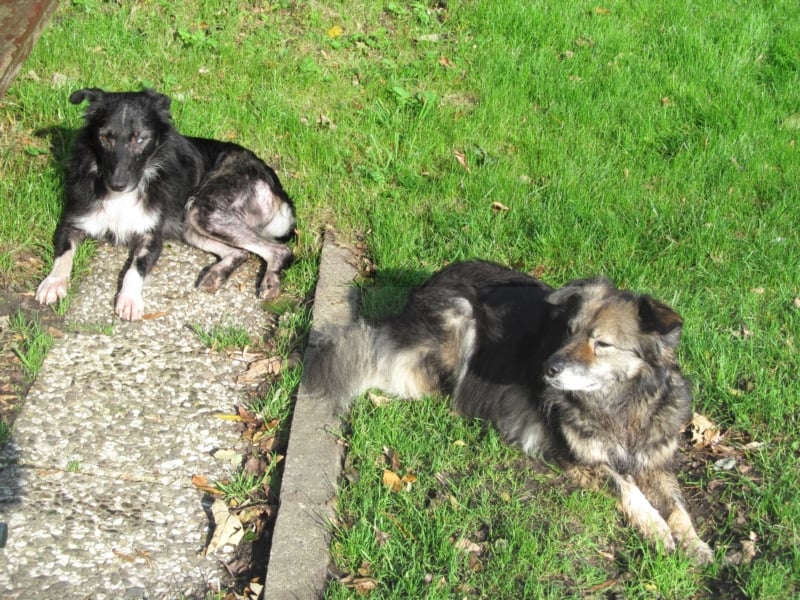 Wobby wünscht sich ein liebevolles eher ruhigeres Zuhause