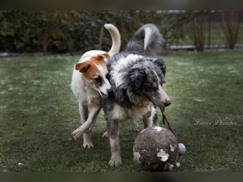 Fussel sucht ein neues Zuhause