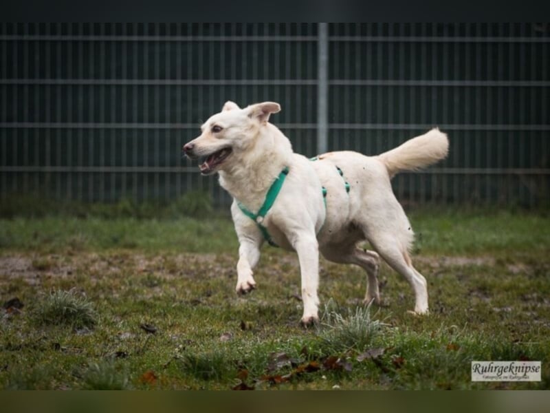 Ferox sucht ein neues Zuhause