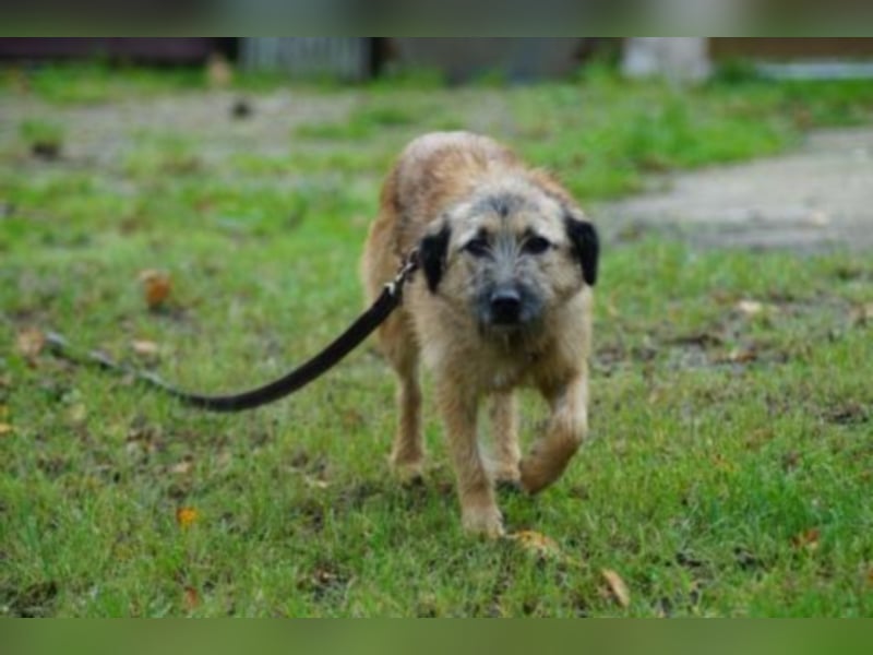 Emmy sucht eine Familie! 