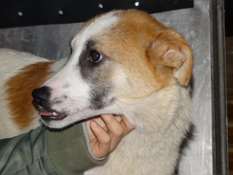 Fussel sucht ein neues Zuhause