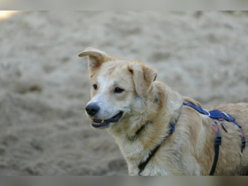 Krishan sucht eine neue Familie